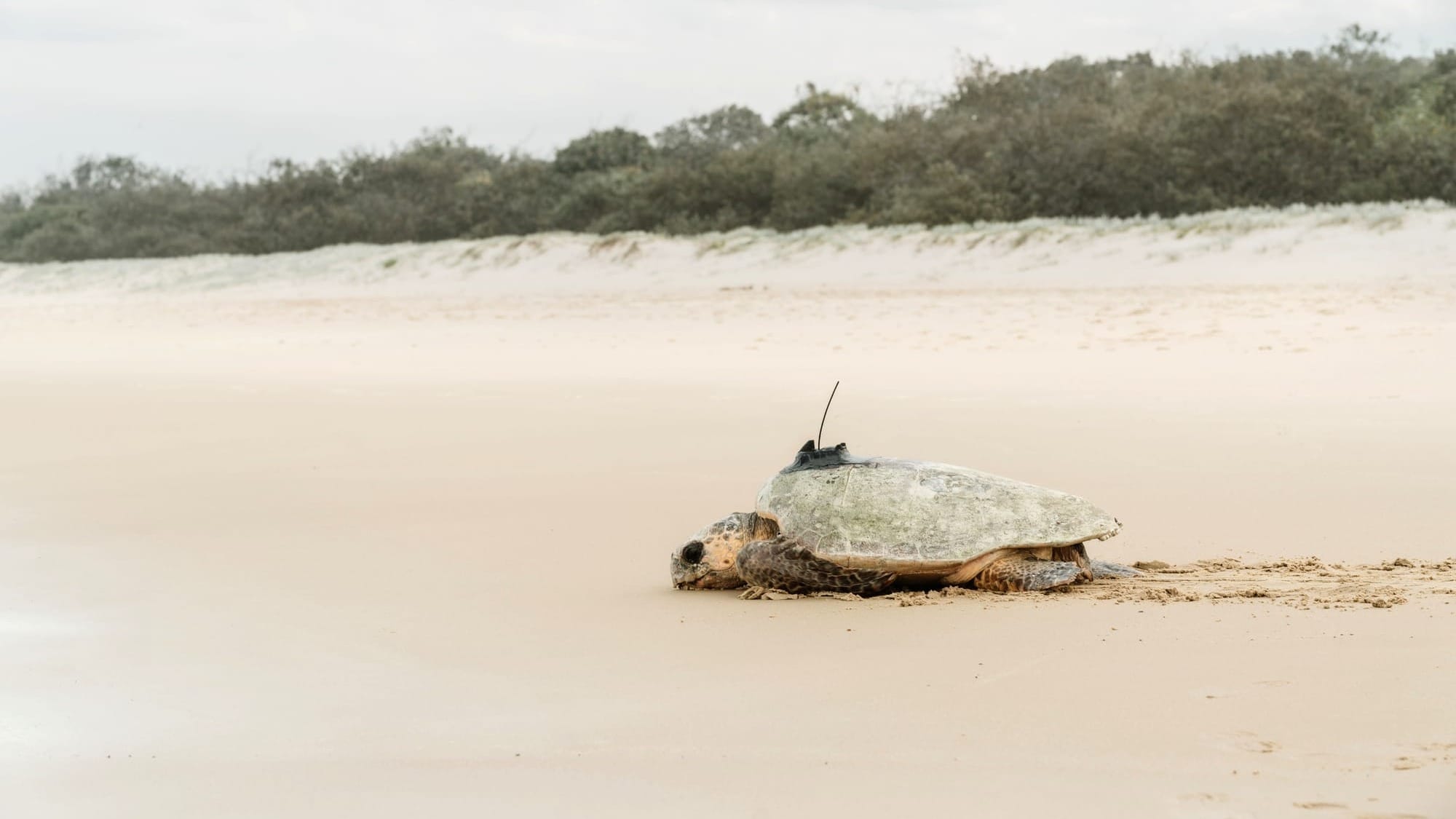 Helping to save marine wonders